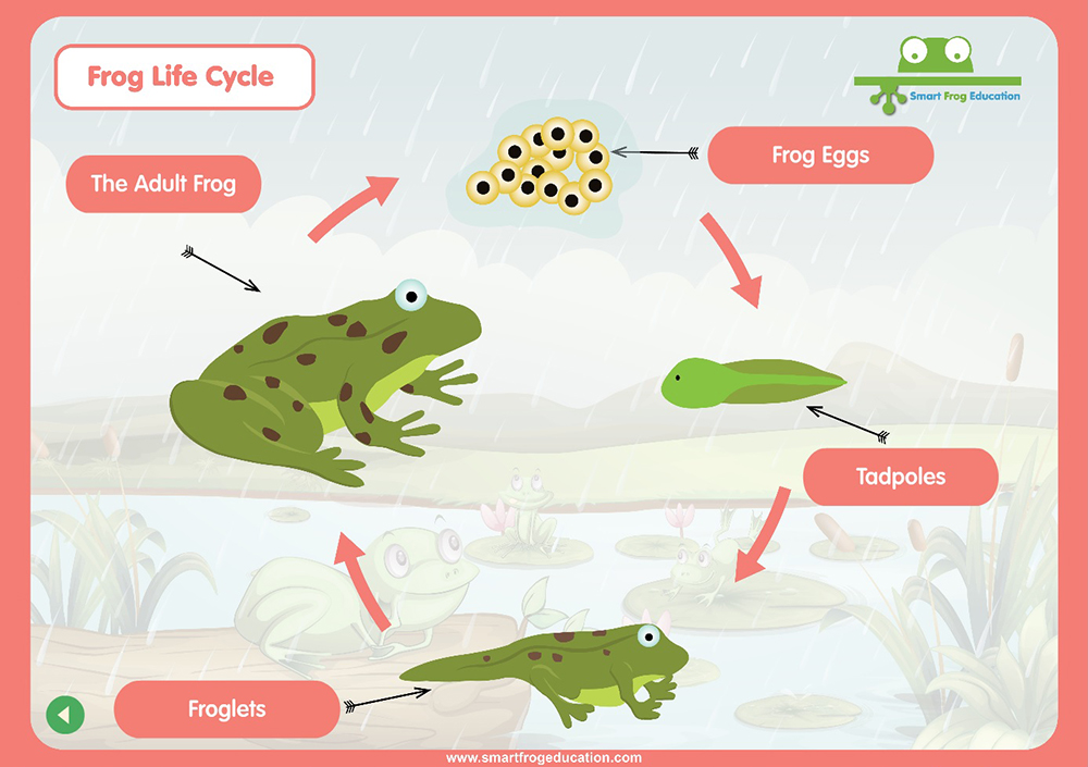 Frog Life Cycle | Smart Frog